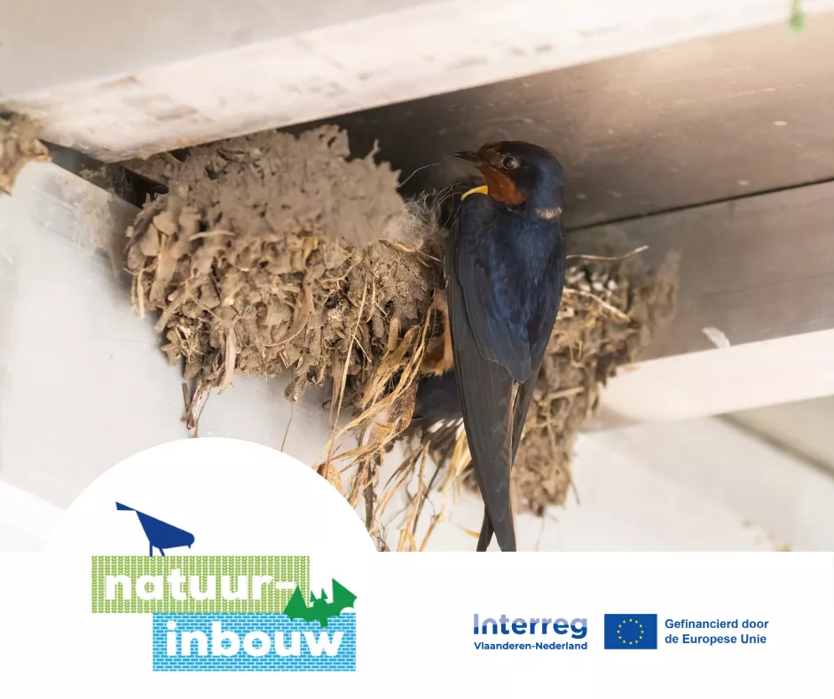 Een huiszwaluw aan een nest met de logo's van Interreg Vlaanderen-Nederland en Natuur-inbouw